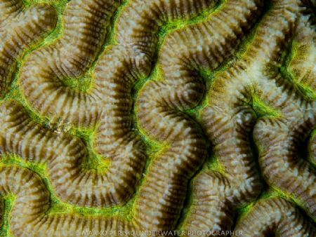 BRAINCORAL by Marko Perisic 