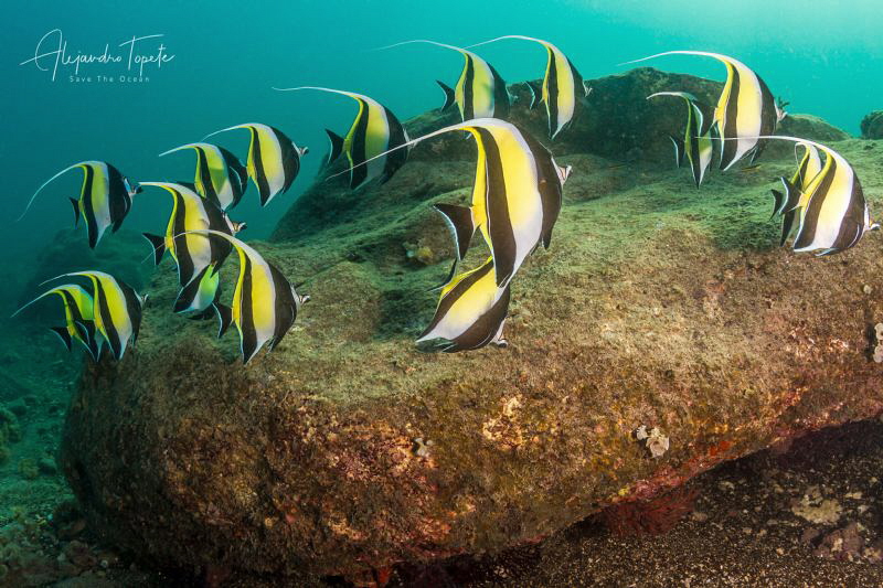 Morish Idol School, Isla Isabel México by Alejandro Topete 