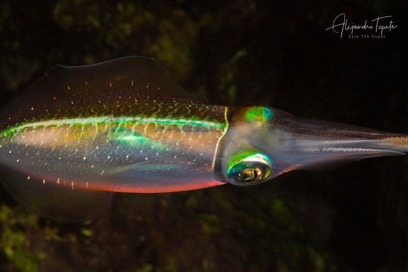 Squid with colors, Veracruz México by Alejandro Topete 