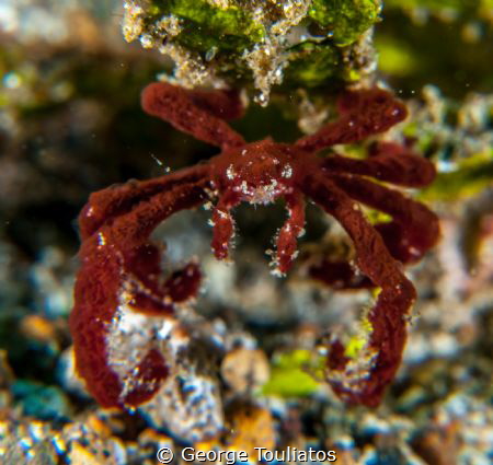Orangutan Crab!!! by George Touliatos 