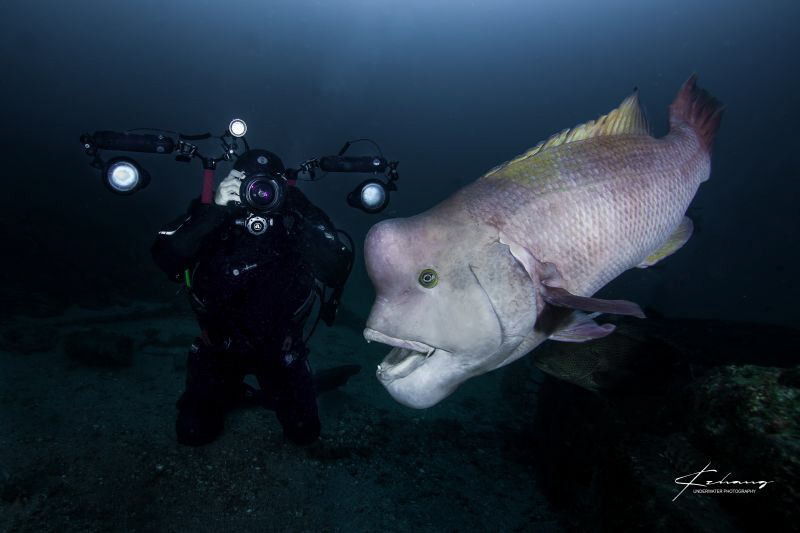 Diver taking picture for Asian sheepshead wrasse by Jinggong Zhang 