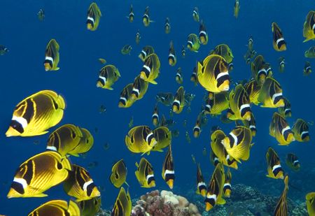 Return of the racoon butterflies. by Andy Lerner 