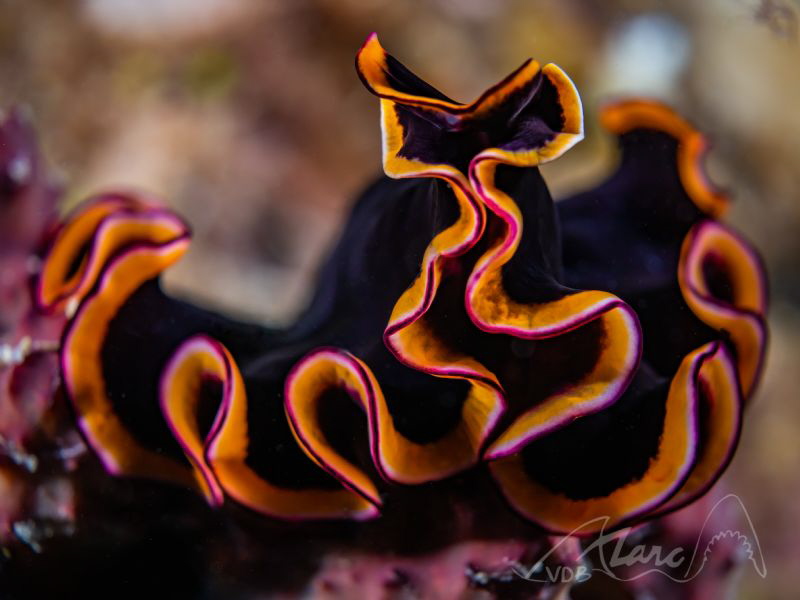 flat-worm-lines by Marc Van Den Broeck 