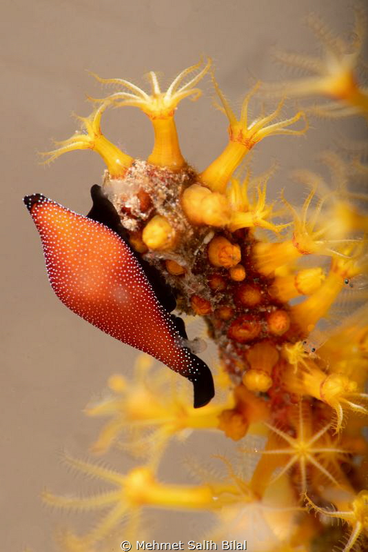 Cowry. by Mehmet Salih Bilal 