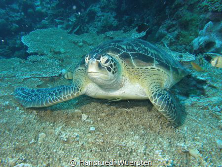 Relaxing Turtle on Tabelcoral by Hansruedi Wuersten 