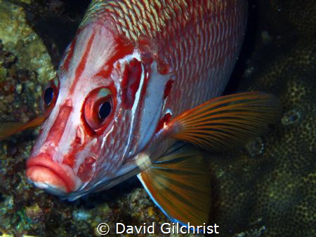 Sabre Squirrelfish Head on! by David Gilchrist 