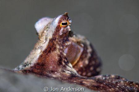 East Pacific Red Octopus by Jon Anderson 