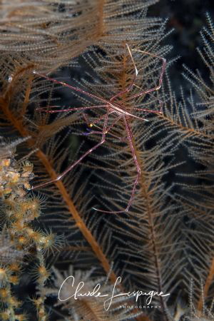 Stenorhynchus seticornis by Claude Lespagne 