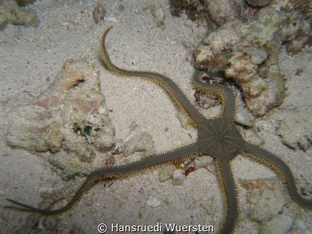 Thorny snake star by Hansruedi Wuersten 