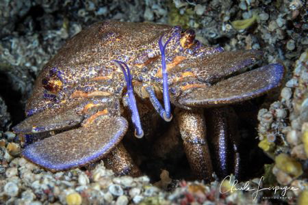 Scyllarides latus by Claude Lespagne 