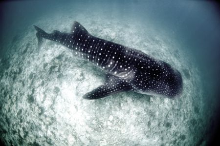 Whaleshark, Nikkor 10.5mm,. 2005 by Chris Wildblood 