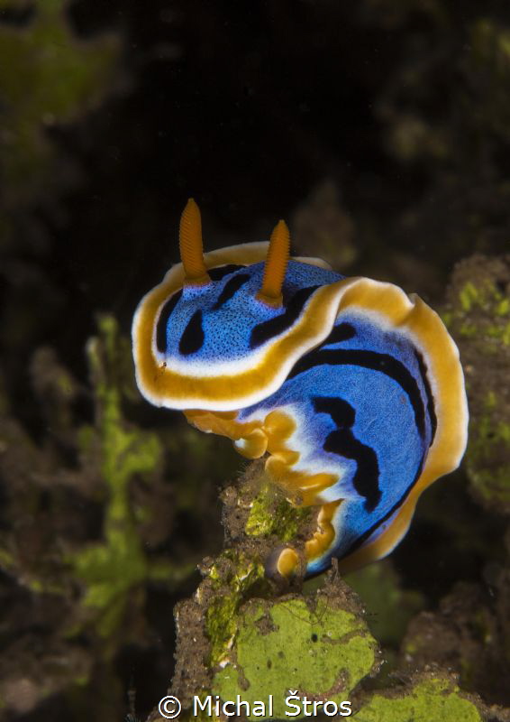 Chromodoris elisabethina by Michal Štros 