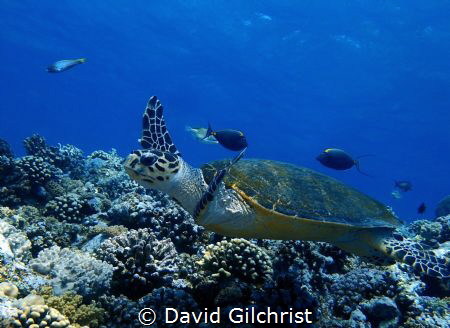 Hawksbill Turtle ‘flying’ over the reef in the Red Sea. by David Gilchrist 