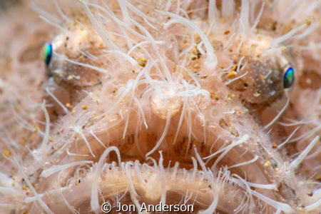 Hairy Frogfish Portrait by Jon Anderson 