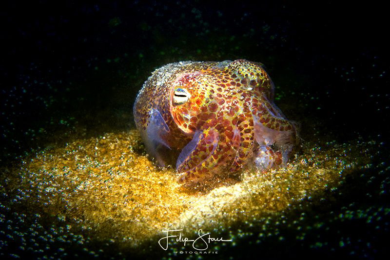 Sepiola atlantica surround with bubbles, Zeeland, The Net... by Filip Staes 