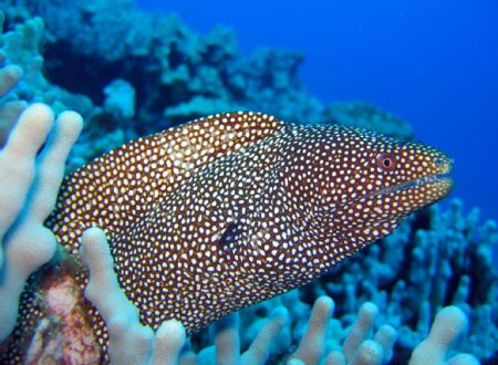 white mouth moray taken in kona using a canon a95 macro v... by Michelle Tinsay 