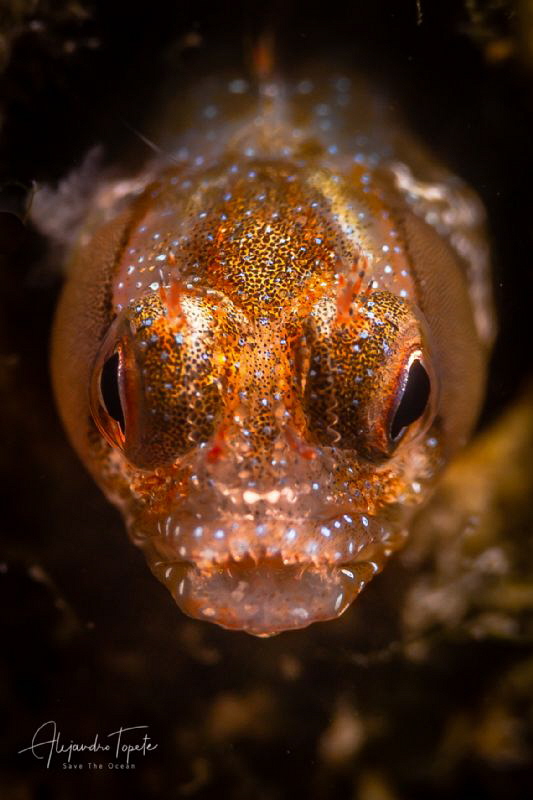 Golden Blenny, La Paz México by Alejandro Topete 