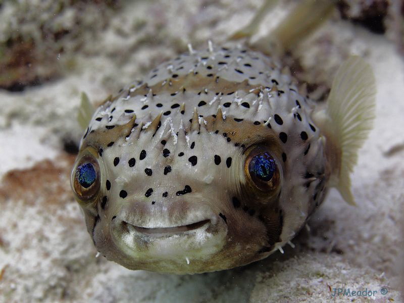 Ol' Blue eyes by Jim Meador 
