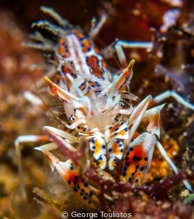 Tiger Shrimpy!!! by George Touliatos 