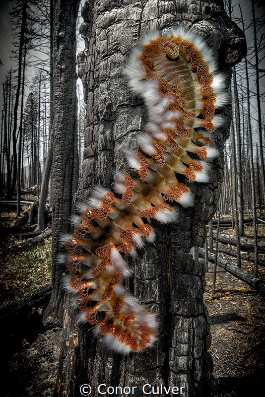 The Fireworm by Conor Culver 