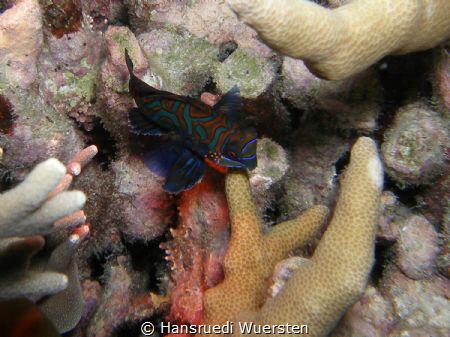 Mandarin in its normal environment
Nightdive by Hansruedi Wuersten 