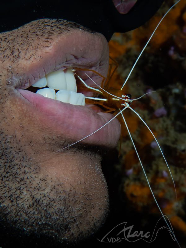dentist by Marc Van Den Broeck 