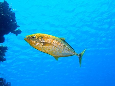 Jackfish taken in Marsa Bareika with E300. by Nikki Van Veelen 