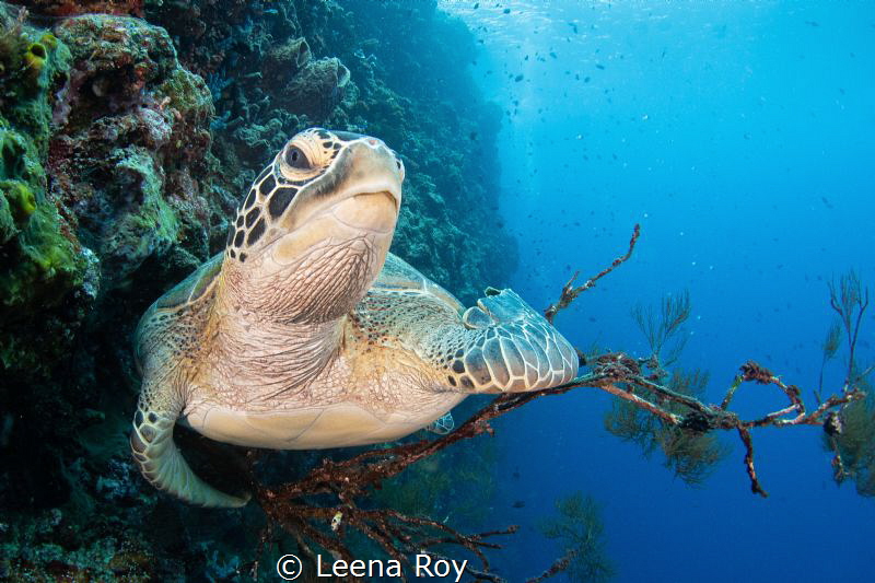 Having a rest by Leena Roy 
