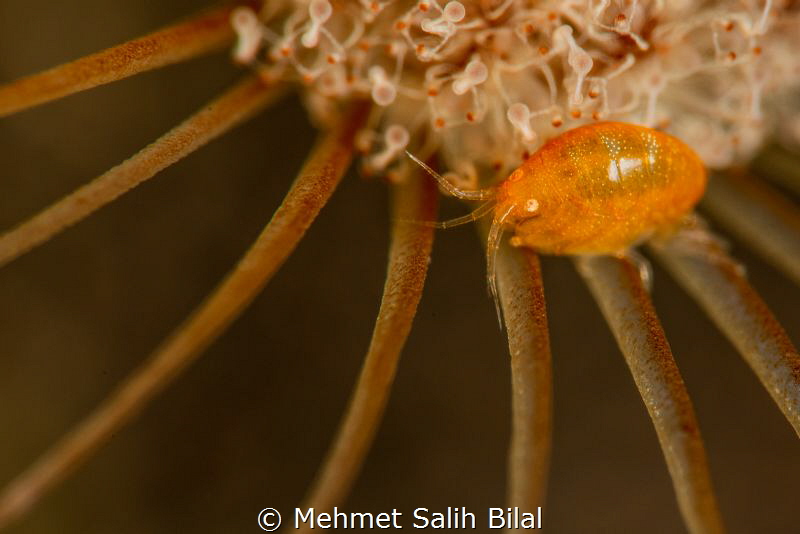 Lady bug. by Mehmet Salih Bilal 