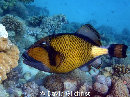 A Giant Triggerfish in the waters of the Red Sea off Egypt by David Gilchrist 