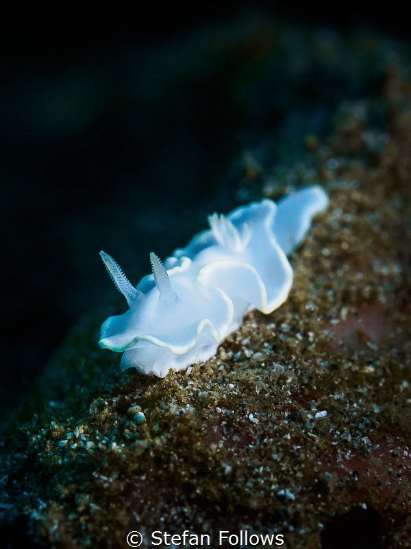 Kind of Blue

Nudibranch - Ardeadoris egretta

Padagb... by Stefan Follows 