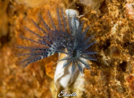 Driekantige kalkkokerworm, spirobranchus just 2-3cm by Eduard Bello 