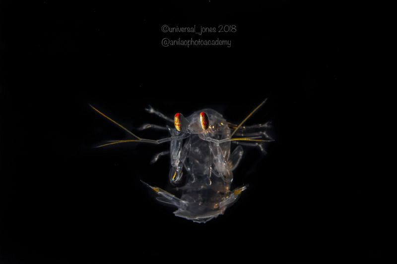 Post larval Mantis Shrimp in Blackwater by Wayne Jones 