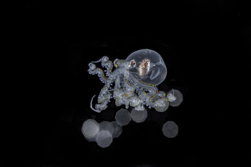 Wunderpus photogenicus larval stage by Wayne Jones 