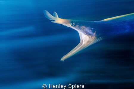 Feisty Ribbon Eel by Henley Spiers 