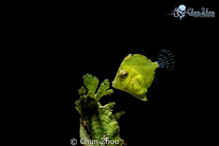 A kiss by Chun Zhou 