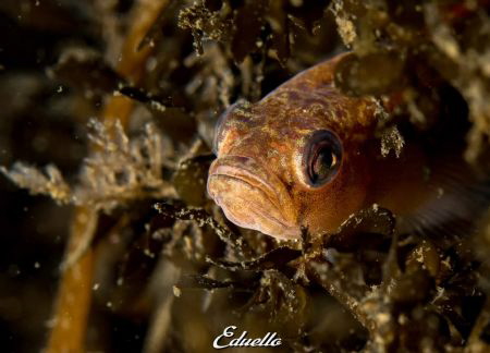 Blonde grondel, gobius blond by Eduard Bello 