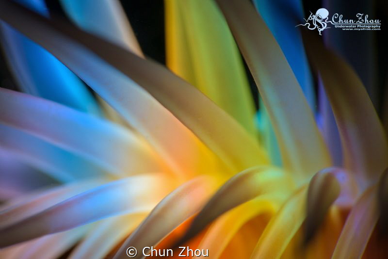 7 Colors by Chun Zhou 