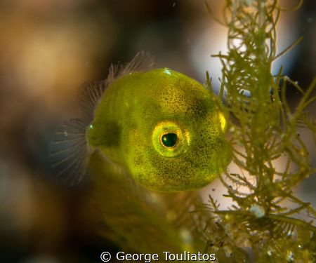 Green Speck!!! by George Touliatos 