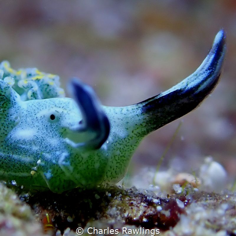 Elysia diomedea by Charles Rawlings 