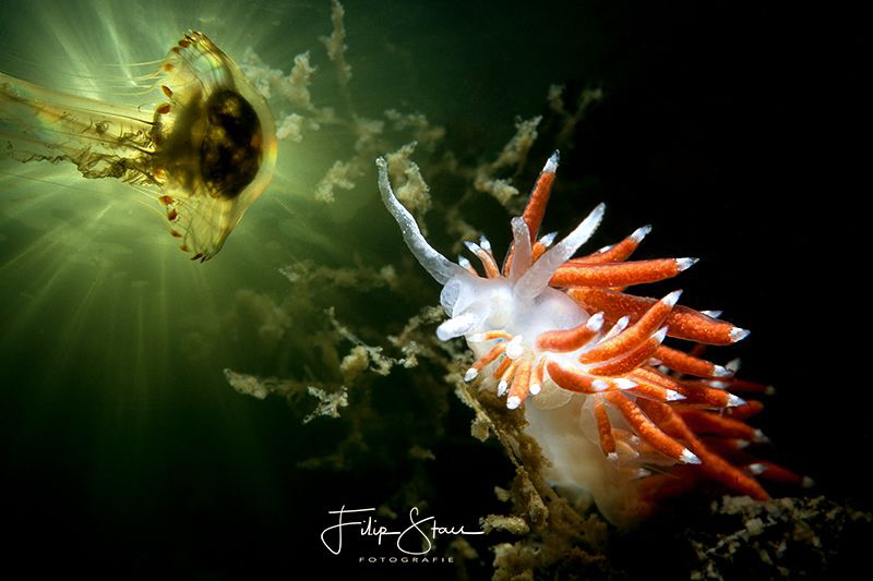 Slender eolis (Flabellina gracilis), Zeeland, The Netherl... by Filip Staes 