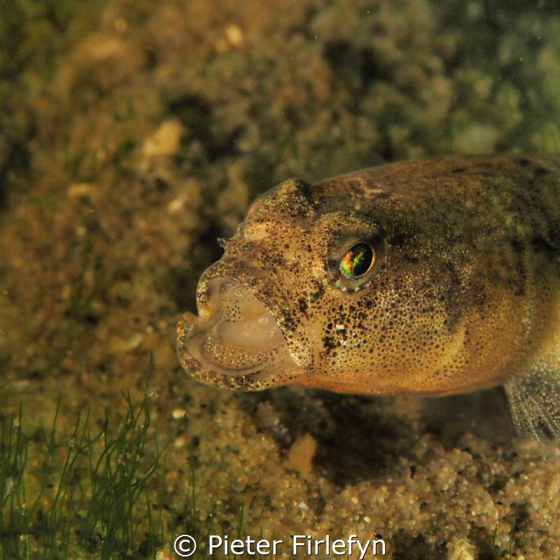 Goby @ Zeeland/Netherlands by Pieter Firlefyn 