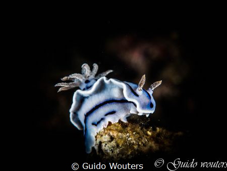 deze Chromodoris willanieze heb ik genomen tijdens een fo... by Guido Wouters 