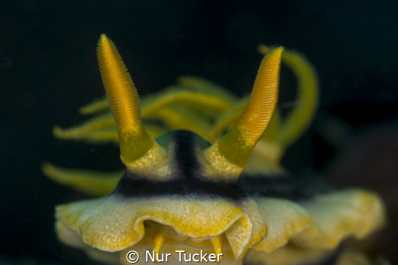 Chromodoris Elisabethina Nudi taken at Lembeh, Sulawesi by Nur Tucker 