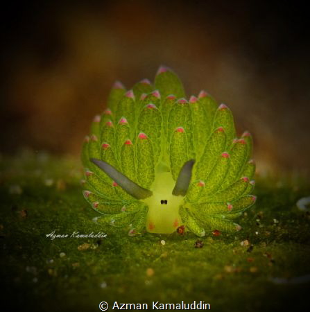 Shaun the sheep!
Nikon D700, 60mm, Diopter +9, Ikelite D... by Azman Kamaluddin 