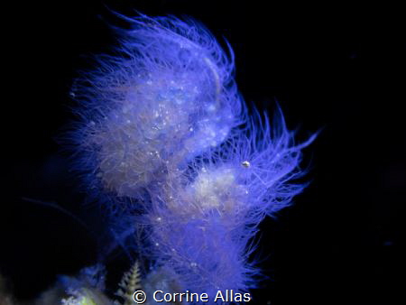 full frame shot of a tiny hairy shrimp in Anilao, Batangas by Corrine Allas 