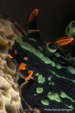 Seaslug Nembrotha by Patrick Verbustel 
