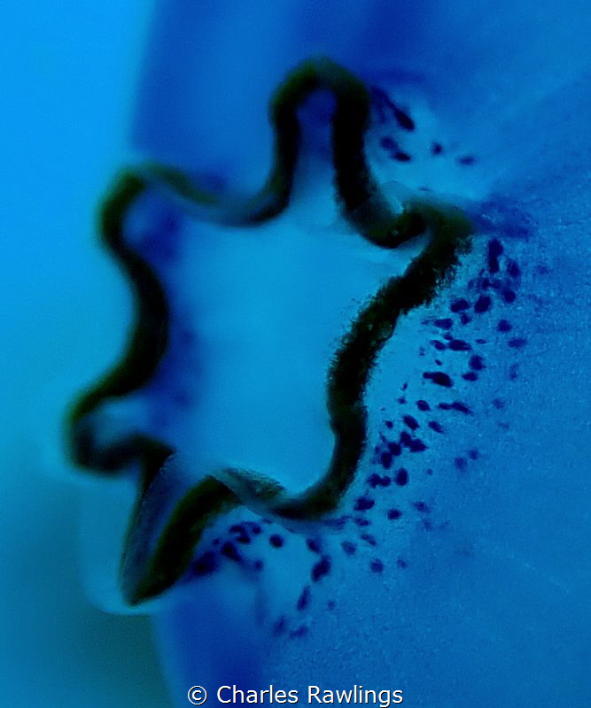 Tunicate Trumpet by Charles Rawlings 