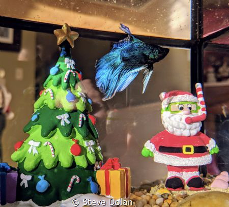 Swimmin’ around the Christmas tree :) by Steve Dolan 