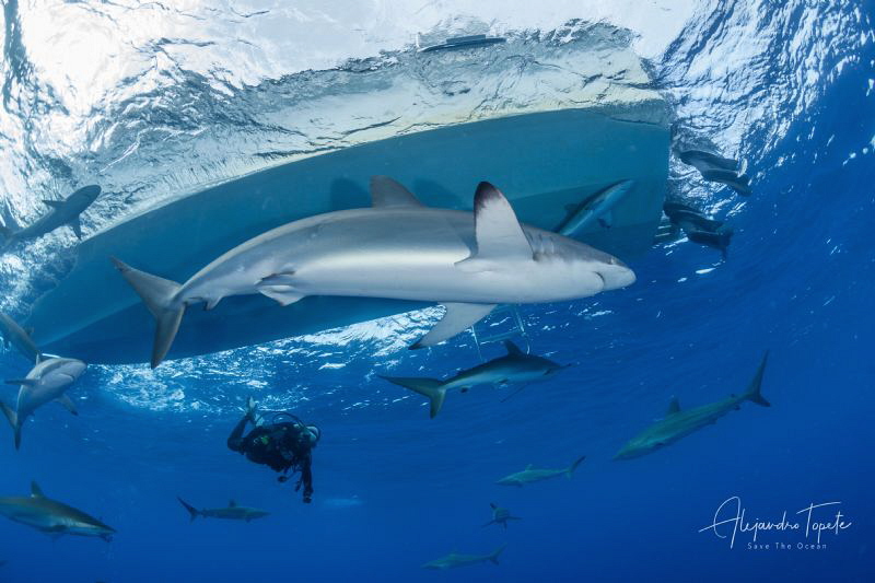 Shark with Boat and Diver, Garden of the Queen Cuba by Alejandro Topete 